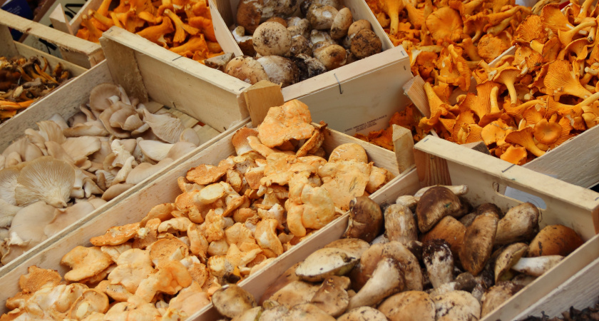 Родственник рыжика - плотный, сладкий и мясистый: грибники проходят мимо, а зря!