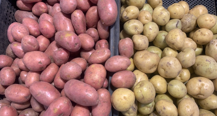 Зерно, свёкла и картофель определяют новое направление развития сельского хозяйства в Мордовии