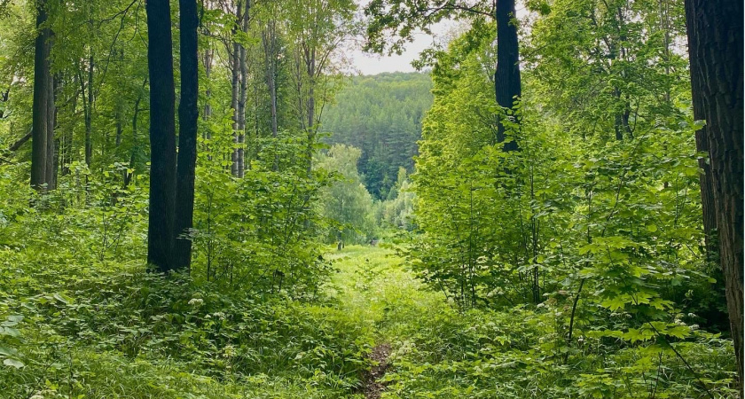 За состоянием лесов в Мордовии следят камеры с искусственным интеллектом