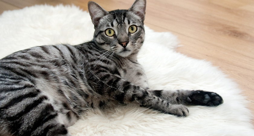 Как извиниться перед кошкой или собакой, если нечаянно сделал больно