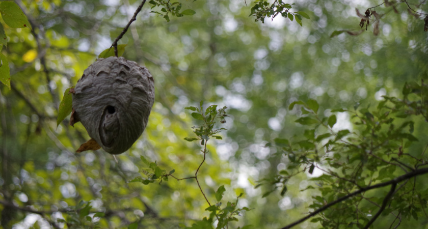 Достал осиное гнездо и показал сыну, как оно устроено внутри: признаться честно, я и сам наблюдал впервые