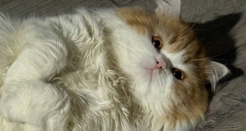 Сколько раз в день нужно кормить кошку. Запомните раз и навсегда