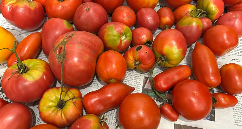 Больше не кладу помидоры в холодильник - соседка научила, как 2-3 месяца сохранить их свежими