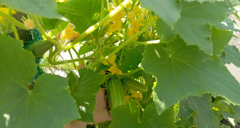 Уксус - лучший друг огурцам в августе: плоды не желтеют, листья сохраняют зеленый цвет - урожай собираем до сентября