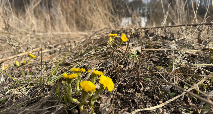 В Мордовии прошли масштабные учения по ликвидации африканской чумы свиней