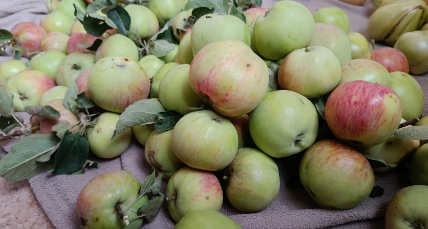 Урожай яблок в Мордовии составил 87,5 тысяч центнеров