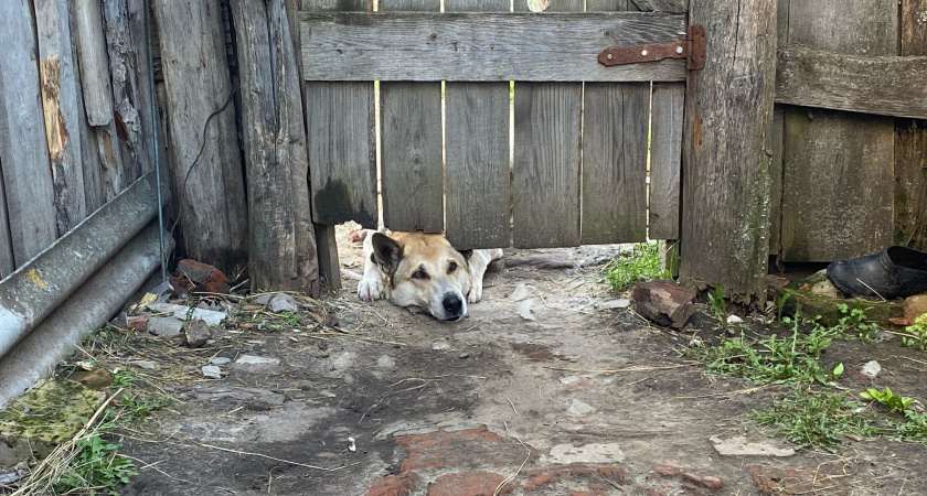 После укуса бездомной собаки житель Мордовии получит 30 тысяч рублей по решению суда