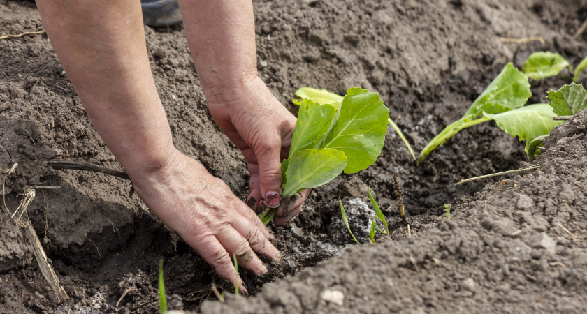 Что посеять на свободные грядки осенью