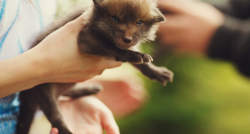 Россиянин воспитал дикого волка, подобрав его щенком в лесу