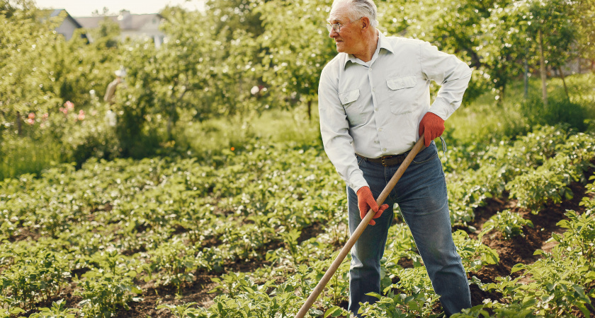 Когда выкапывать картошку в 2025 году по Лунному календарю