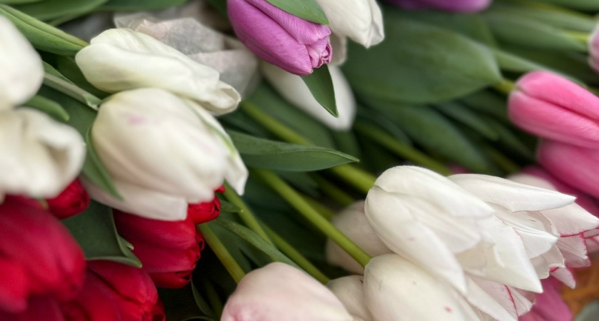 На Соборной площади Саранска посадят около 5 тысяч тюльпанов