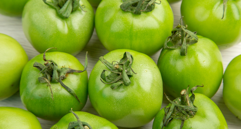 Как спровоцировать дозревание томатов после сбора урожая