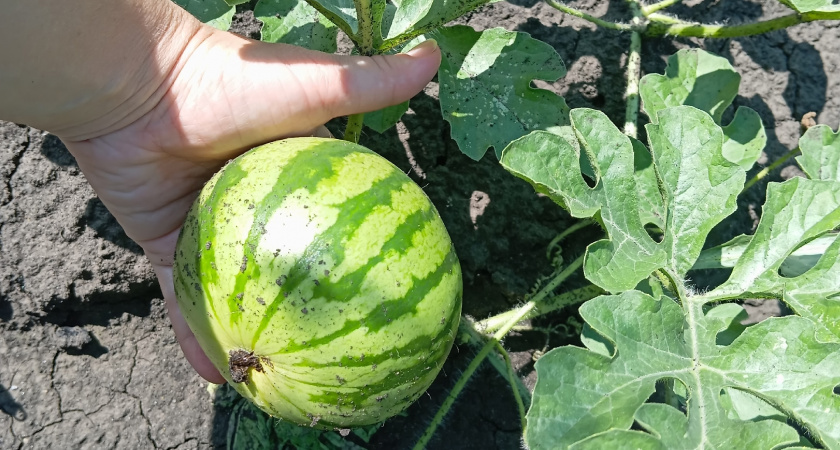 В Мордовии у огородников не очень хорошо растут арбузы и дыни