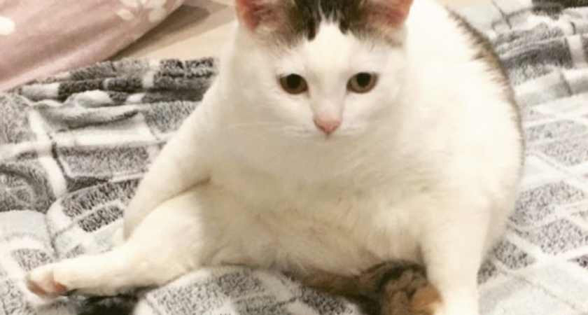 Какие звуки в доме кошка переносит с трудом