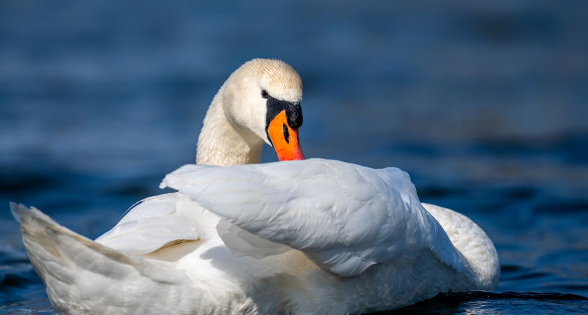 Озвучена причина, по которой охотники не едят мясо лебедей