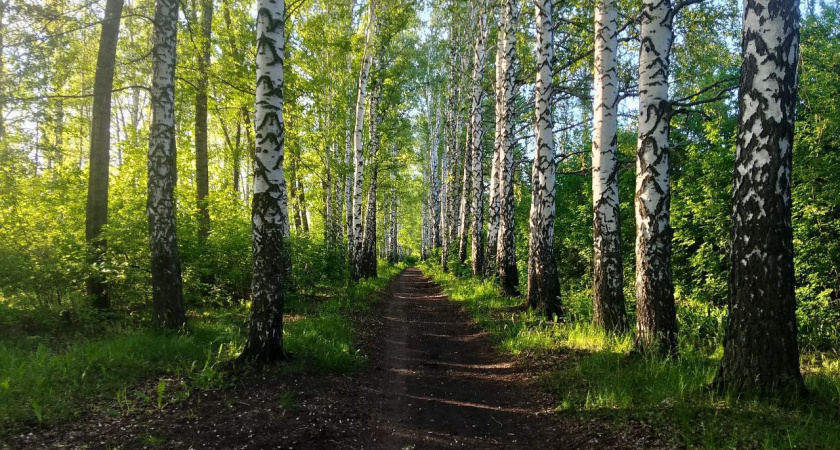 В Мордовии заблудившихся в лесу грибников нашли благодаря помощи полиции