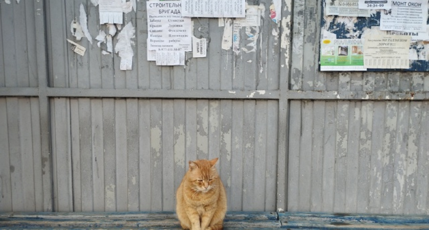 «Умные» остановки в Саранске подключат к бесплатному Wi-Fi