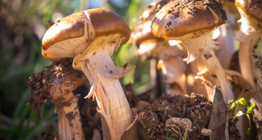 Опасно ли есть червивые грибы 