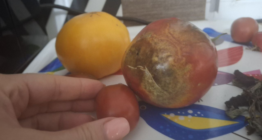 Как использовать подгнившие томаты в быту