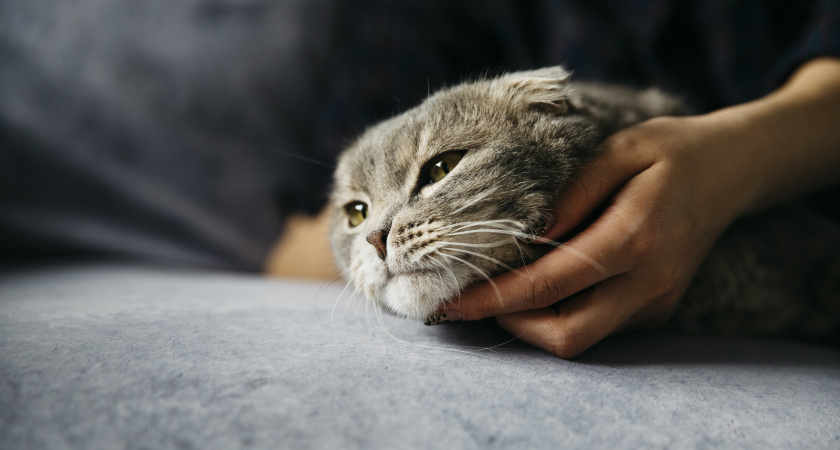 Названы признаки приближающейся смерти кошки 