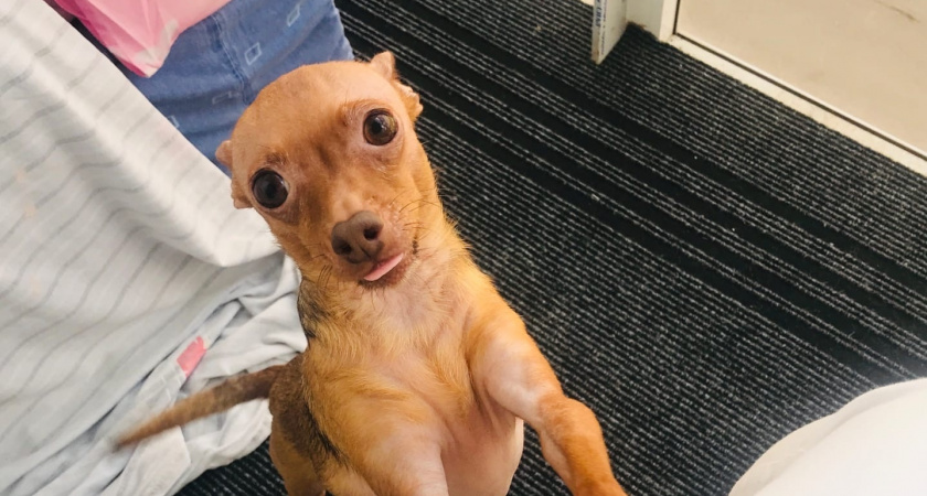 Саранскому приюту для бездомных животных требуется помощь