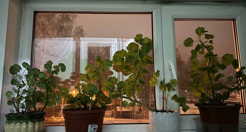 Какие комнатные цветы могут нести риски для здоровья