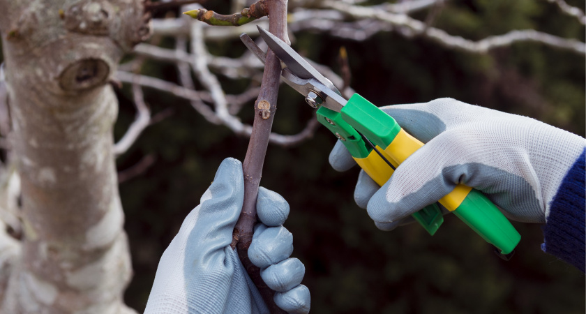 Советы по обрезке яблонь на даче