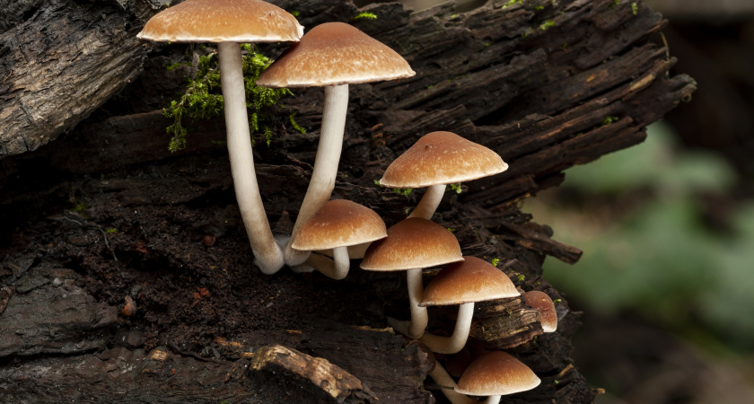 Тайна ядовитого опёнка. Почему эти грибы по осени опытные грибники обходят стороной