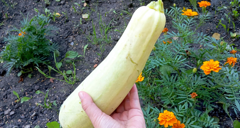Можно ли есть сырой кабачок и чем он полезен