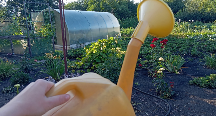 5 ценных забытых советов великого Ивана Мичурина 100-летней давности для сада и огорода, которые отлично работают и сейчас