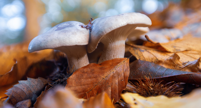 Деликатесный гриб, которым пренебрегают большинство грибников - выглядит как ядовитый, а на самом деле полезнее дорогого