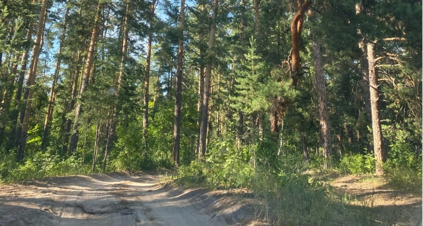 В Темниковском районе Мордовии обнаружен гриб-гигант весом 4 килограмма