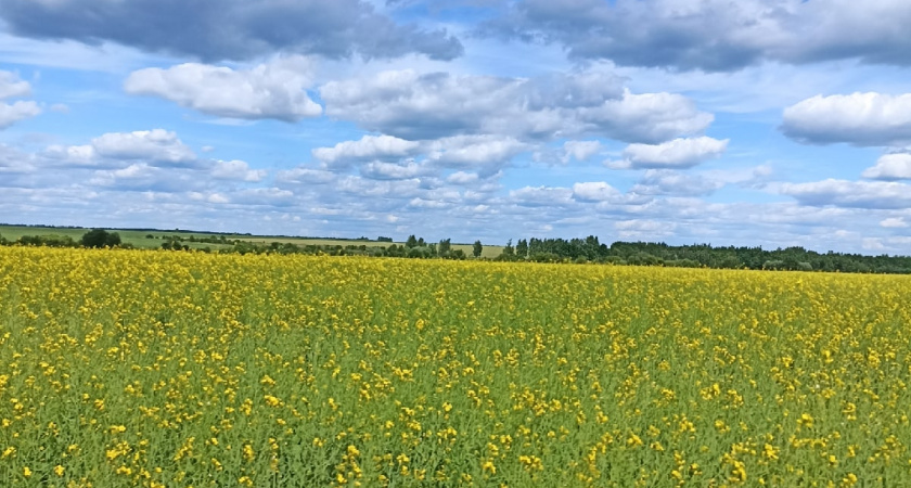 В Мордовии подходит к концу уборочная кампания 2025 года