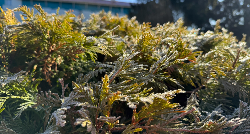 В Мордовии с 14 по 15 сентября ожидаются заморозки