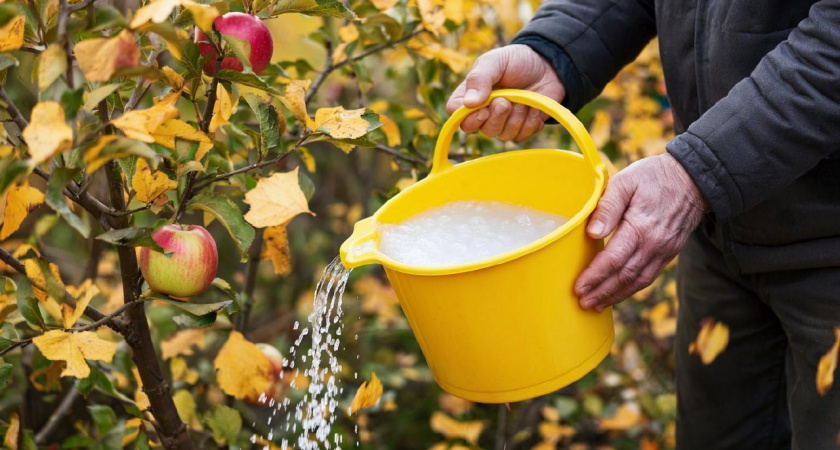Подливаю под яблони в сентябре 2 ведра раствора. Урожая летом будет в 3 раза больше, плоды крупные и наливные 