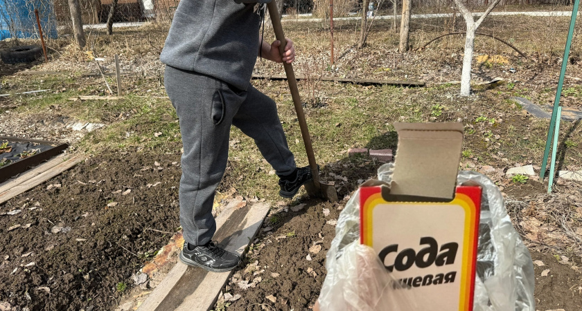 Стало известно о пользе соды для огорода осенью