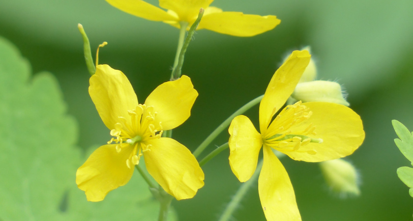 Почему пышный рост чистотела в саду - это тревожный сигнал и как это обратить себе на пользу
