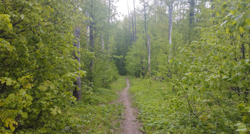 Жителей Мордовии предупреждают о высокой пожарной опасности