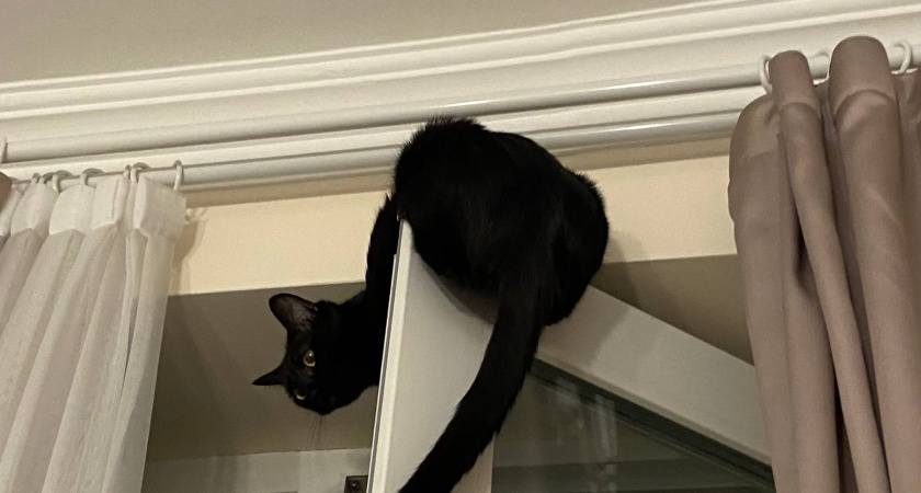 Какие знаки подают кошки перед приходом в дом большой беды - ах, если бы я знала это раньше