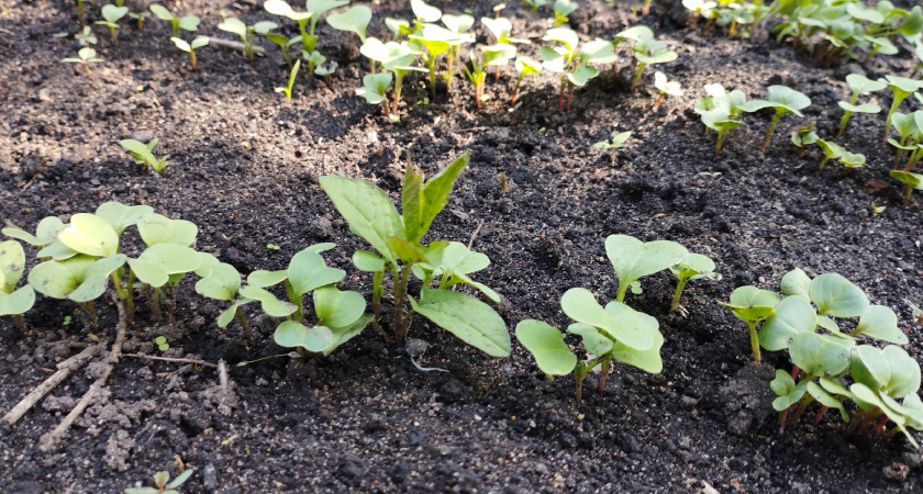 Всё придумано до нас: как избавиться от сорняков на участке способом Менделеева. Больше не придётся гнуть спину