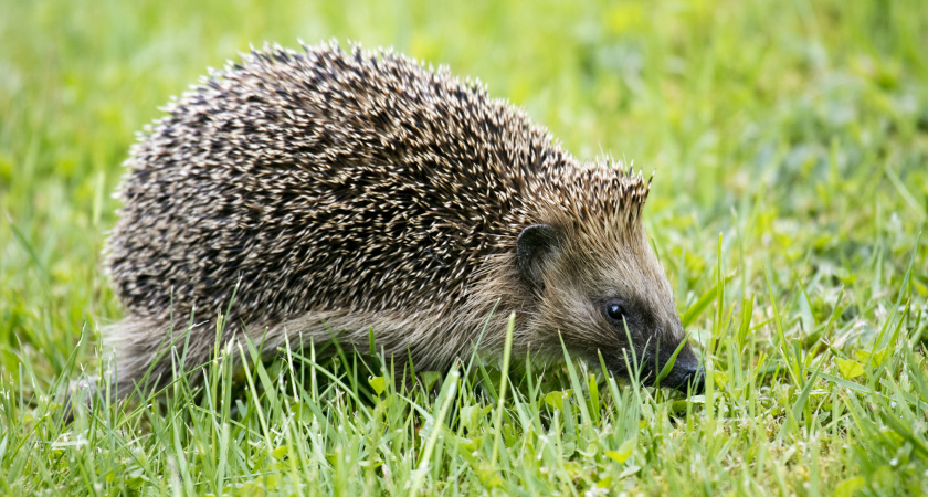 Почему ёж на участке – это сигнал опасности. Его сразу надо гнать или поить молоком, если не уходит