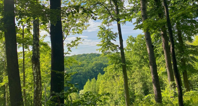 Адель Галиуллин поздравил жителей Мордовии с Днем работников леса