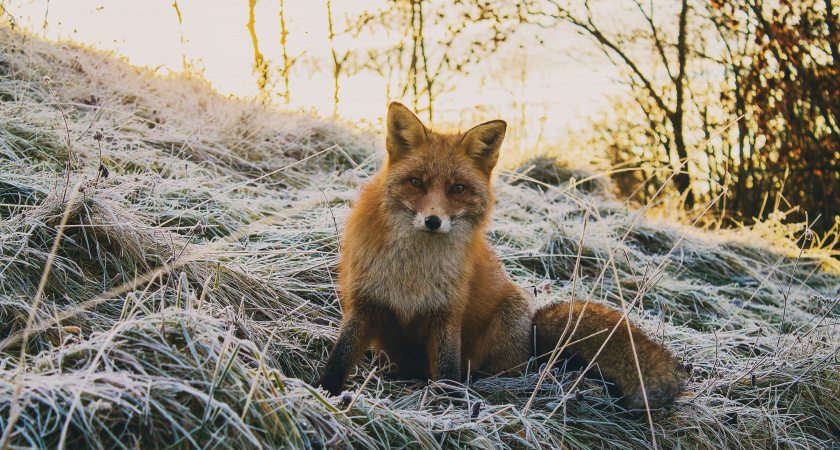 Почему наши охотники не едят лису