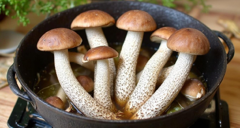 Эти съедобные грибы в супе сразу превращаются в яд: запомните это раз и навсегда