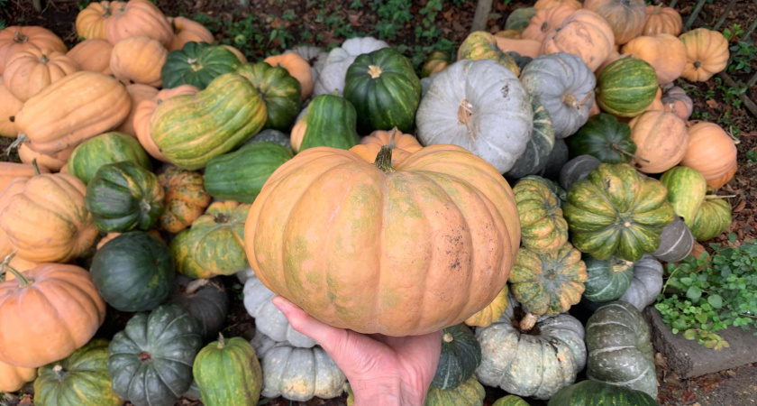 Заключенные в Мордовии сотворили шедевры из овощей