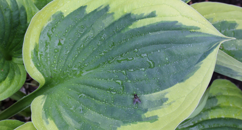 О чем говорит разрастание подорожника на огороде