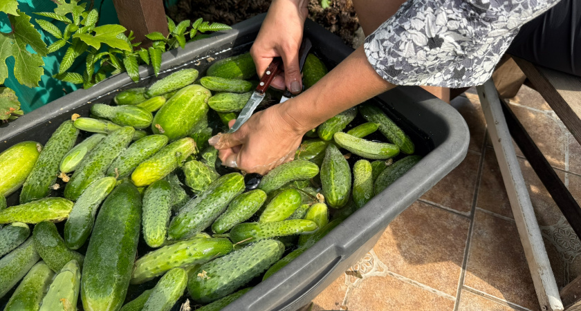 Как сохранить огурцы свежими на всю зиму