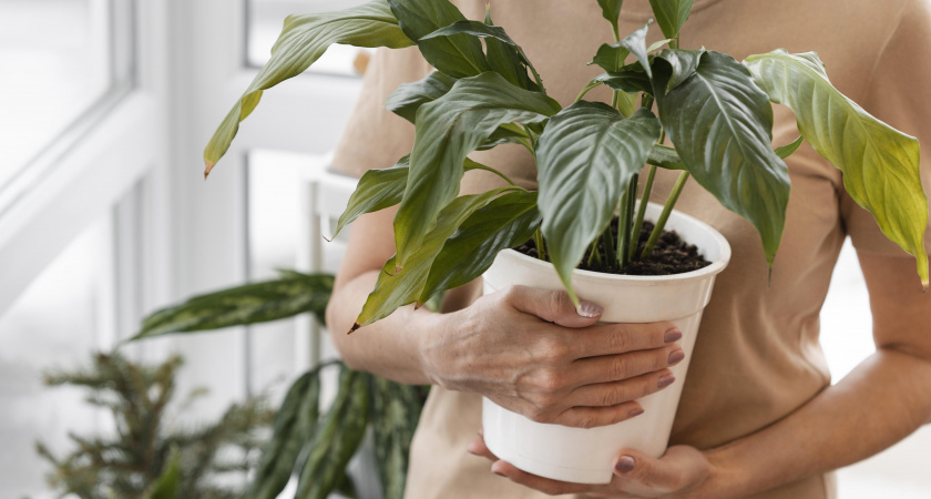 Не только денежное дерево: 6 растений-магнитов для денег