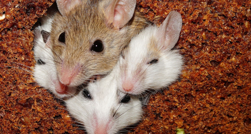 Как избавиться от мышей в доме: пошаговый гайд