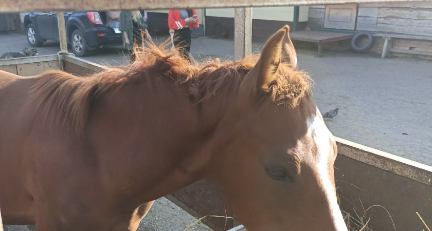 Мордовский тяжеловоз “Роллекс” готовится к дебюту на всероссийской выставке “Золотая осень — 2025”